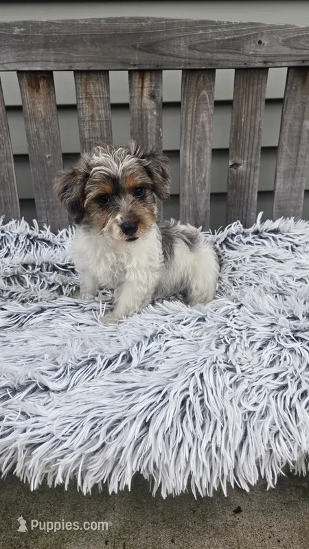 Max – Yorkipoo puppy for sale in Rockford, IL