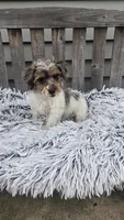 Max, a male Yorkipoo for sale in Rockford, IL – 4 of 9