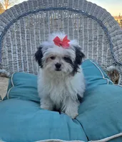 Dolly, a female Poodle - Toy  and Mal Shi for sale in Rockford, IL – Photo 5 of 6