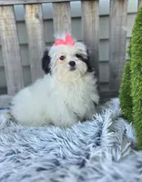 Dolly, a female Poodle - Toy  and Mal Shi for sale in Rockford, IL – Photo 10 of 10