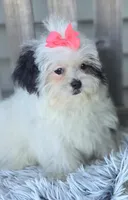 Dolly, a female Poodle - Toy  and Mal Shi for sale in Rockford, IL – Photo 1 of 10