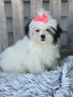 Dolly, a female Poodle - Toy  and Mal Shi for sale in Rockford, IL – Photo 2 of 10