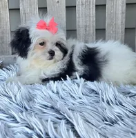 Dolly, a female Poodle - Toy  and Mal Shi for sale in Rockford, IL – Photo 3 of 6