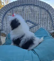 Dolly, a female Poodle - Toy  and Mal Shi for sale in Rockford, IL – Photo 4 of 6