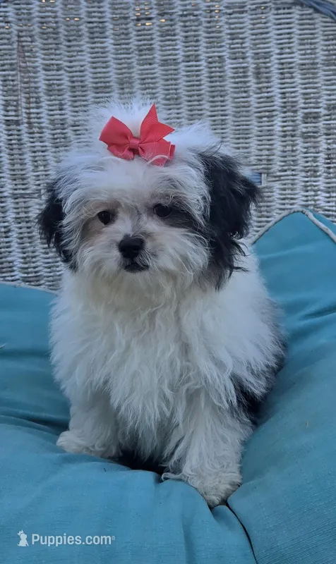 Dolly – Poodle - Toy , Mal Shi puppy for sale in Rockford, IL