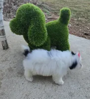 Dolly, a female Poodle - Toy  and Mal Shi for sale in Rockford, IL – Photo 4 of 10