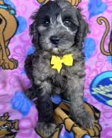 Rocky, a male Miniature Goldendoodle for sale in Rockford, IL – 6 of 10