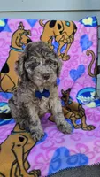 Tiger Mini, a male Miniature Goldendoodle for sale in Rockford, IL – 8 of 9