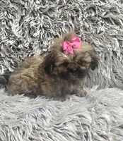 Jewel, a female Shih Tzu for sale in Rockford, IL – 6 of 8