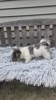 Max, a male Yorkipoo for sale in Rockford, IL – 5 of 9