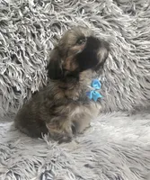 Rudy , a male Shih Tzu for sale in Rockford, IL – 2 of 10