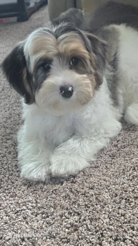Molly – Yorkipoo puppy for sale in Rockford, IL
