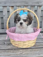 Tiffany , a female Shih Tzu for sale in Rockford, IL – Photo 9 of 10