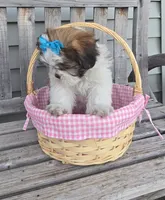 Tiffany , a female Shih Tzu for sale in Rockford, IL – Photo 5 of 10