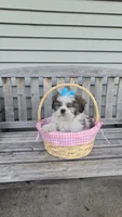 Tiffany , a female Shih Tzu for sale in Rockford, IL – Photo 10 of 10