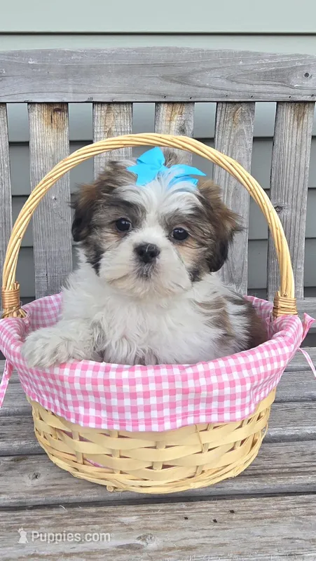 Tiffany  – Shih Tzu puppy for sale in Rockford, IL
