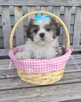 Tiffany , a female Shih Tzu for sale in Rockford, IL – Photo 8 of 10