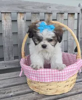 Tiffany , a female Shih Tzu for sale in Rockford, IL – Photo 3 of 10