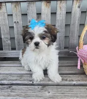 Tiffany , a female Shih Tzu for sale in Rockford, IL – Photo 6 of 10