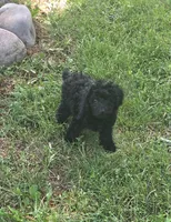 Sidney  Akc , a male Poodle - Toy  for sale in Rockford, IL – 5 of 7