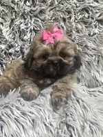 Jewel, a female Shih Tzu for sale in Rockford, IL – 2 of 8