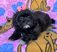 Rosie , a female Shihpoo for sale in Rockford, IL – 5 of 10