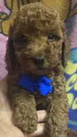 Wrigley micro mini , a male Miniature Goldendoodle for sale in Rockford, IL – 2 of 9