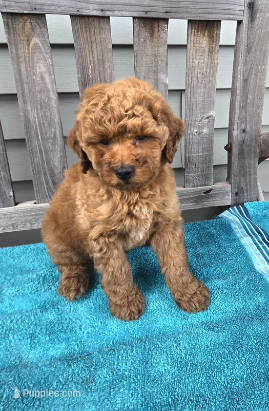 Murphy f1b – Miniature Goldendoodle puppy for sale in Rockford, IL
