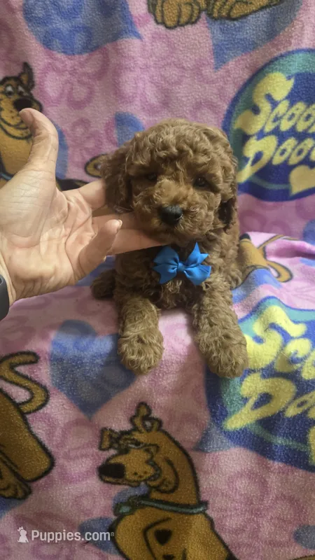 Starbucks micro mini – Miniature Goldendoodle puppy for sale in Rockford, IL