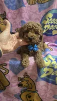 Starbucks micro mini, a male Miniature Goldendoodle for sale in Rockford, IL – 1 of 8