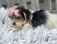 Lily , a female Morkie for sale in Rockford, IL – 3 of 4