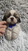 Romeo , a male Shih Tzu for sale in Rockford, IL – 3 of 9