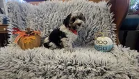 Milo , a male Poodle - Toy  for sale in Rockford, IL – 7 of 9