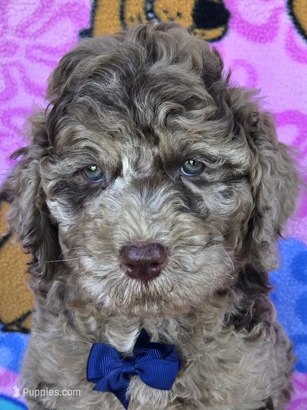 Tiger Mini – Miniature Goldendoodle puppy for sale in Rockford, IL