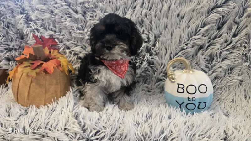 Harley  – Poodle - Toy  puppy for sale in Rockford, IL