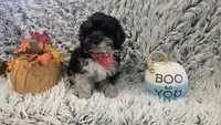 Harley , a male Poodle - Toy  for sale in Rockford, IL – 1 of 8
