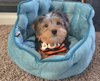 Parker, a male Yorkshire Terrier for sale in Rockford, IL – 2 of 10