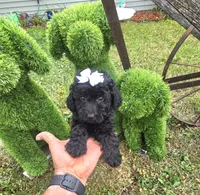 Sidney  Akc , a female Poodle - Toy  for sale in Rockford, IL – 4 of 10
