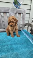 Murphy f1b, a male Miniature Goldendoodle for sale in Rockford, IL – 8 of 8
