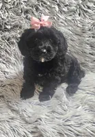 Molly f1b, a female Cavapom for sale in Rockford, IL – 4 of 10