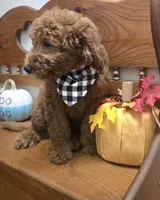 Clifford f1b mini, a male Miniature Goldendoodle for sale in Rockford, IL – 8 of 9