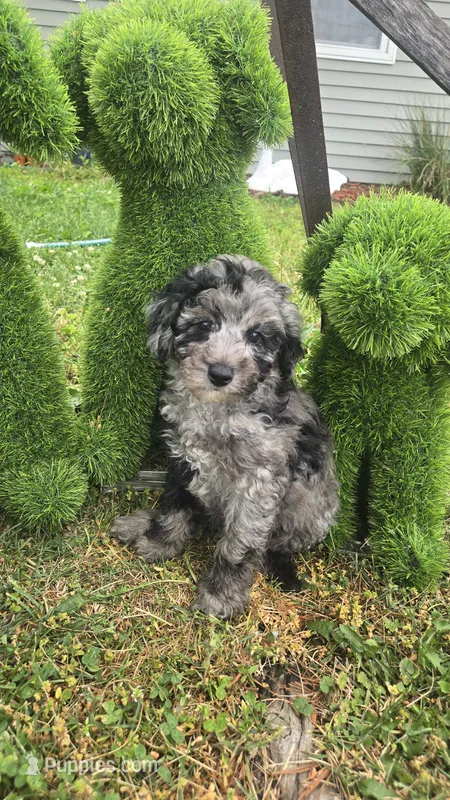 Dunkin Akc Blue Merle  – Poodle - Miniature  puppy for sale in Rockford, IL