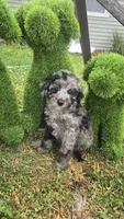 Dunkin , a male Poodle - Miniature  for sale in Rockford, IL – 6 of 9
