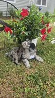Marley Akc blue merle , a male Poodle - Miniature  for sale in Rockford, IL – 10 of 10