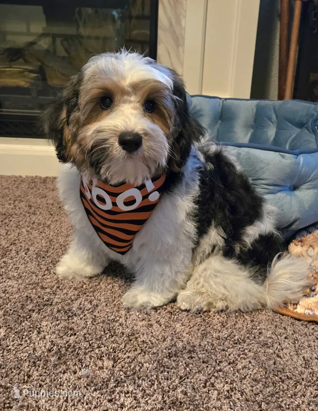 Milo  – Yorkipoo puppy for sale in Rockford, IL