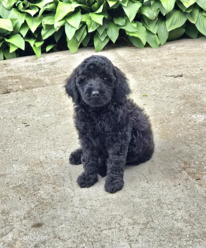 Raven mini – Miniature Goldendoodle puppy for sale in Rockford, IL