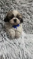 Romeo , a male Shih Tzu for sale in Rockford, IL – 8 of 9