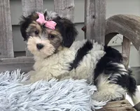 Daisy, a female Morkie for sale in Rockford, IL – 3 of 8