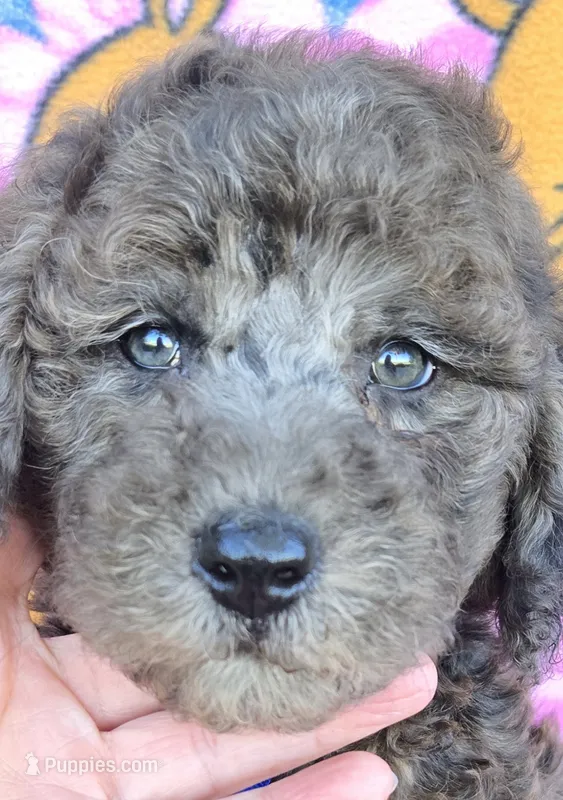 Bo jangles – Miniature Goldendoodle puppy for sale in Rockford, IL