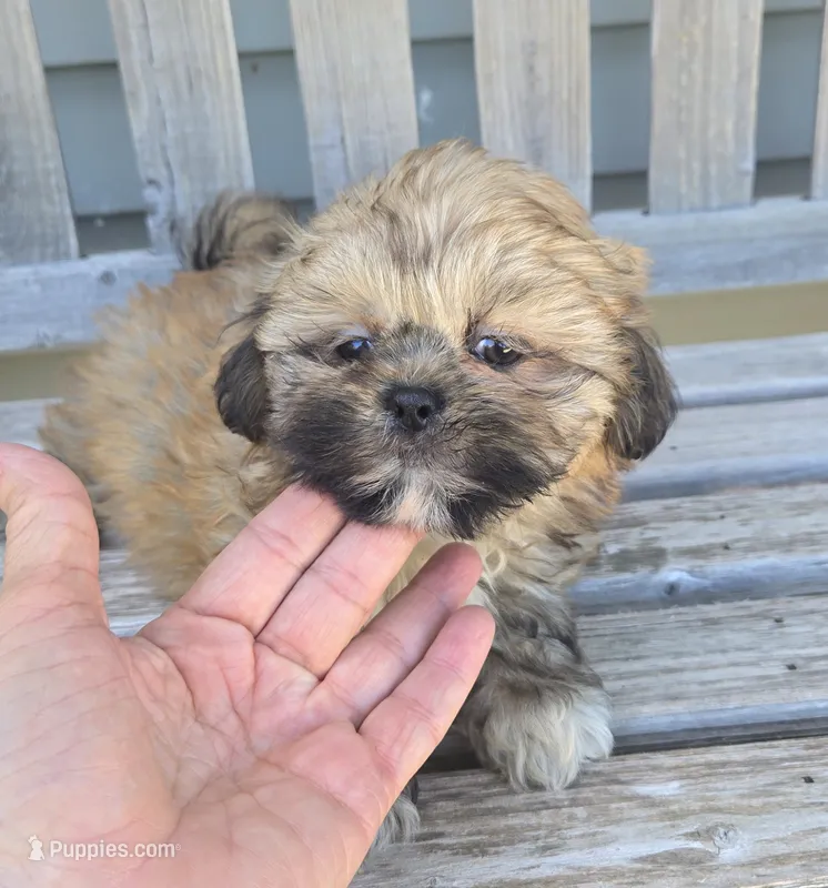 Yoda – Shih Tzu puppy for sale in Rockford, IL